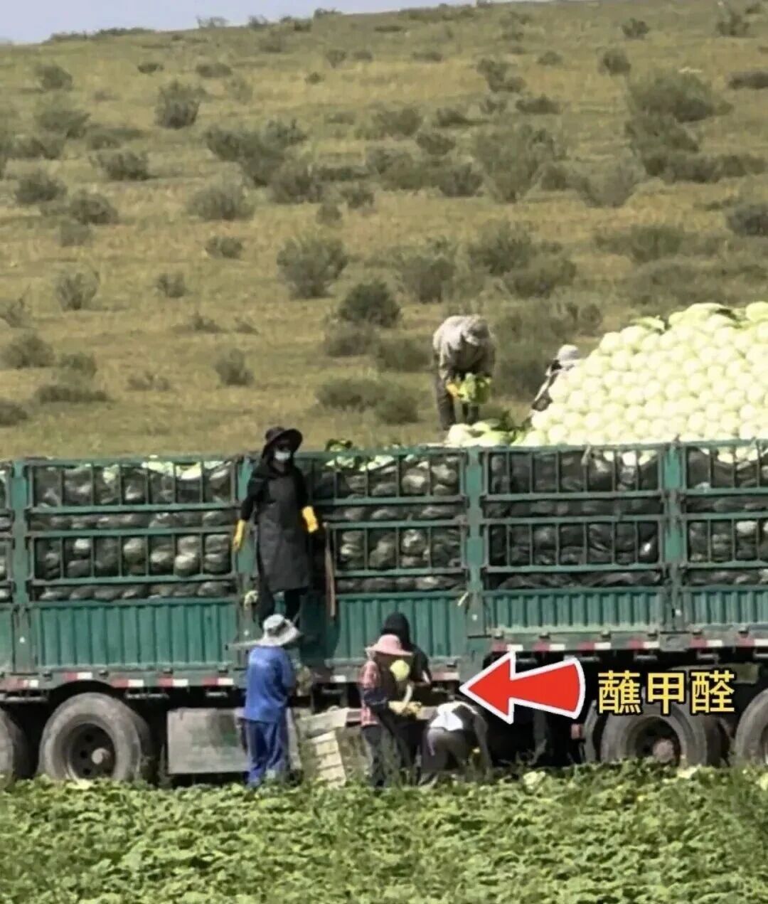 河北“甲醛白菜”事件愈演愈烈，绝命毒师无孔不入啊-寻找资源网