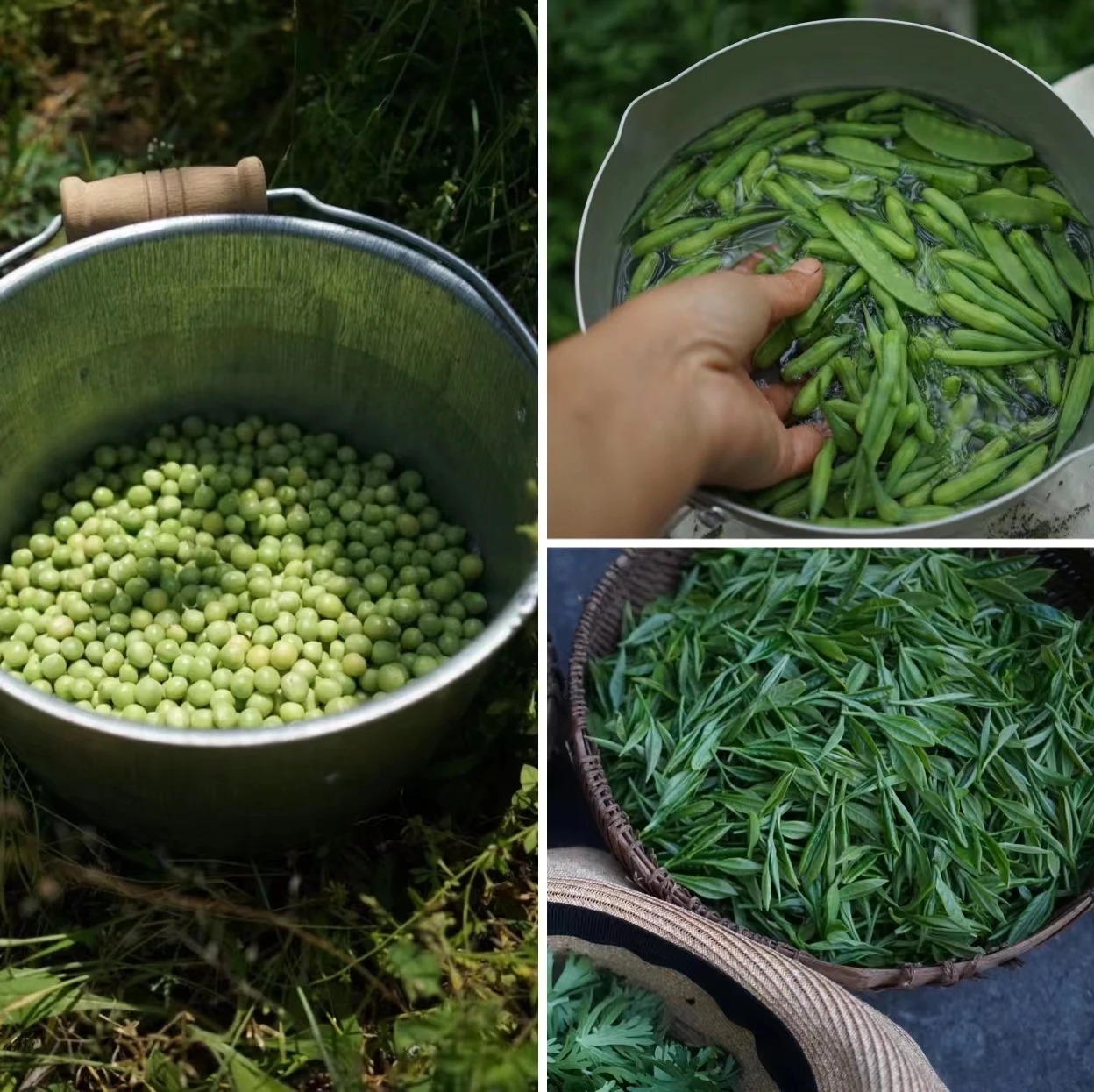 图片[8]-一对夫妇中年辞职，拿下1200㎡荒地归隐，如今第11年了-寻找资源网