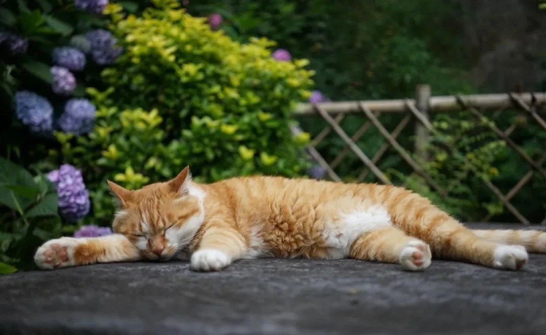 图片[18]-一对夫妇中年辞职，拿下1200㎡荒地归隐，如今第11年了-寻找资源网