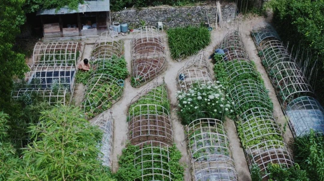 图片[26]-一对夫妇中年辞职，拿下1200㎡荒地归隐，如今第11年了-寻找资源网