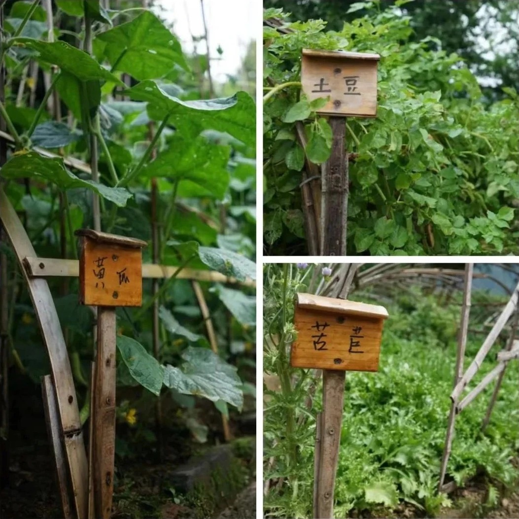 图片[27]-一对夫妇中年辞职，拿下1200㎡荒地归隐，如今第11年了-寻找资源网