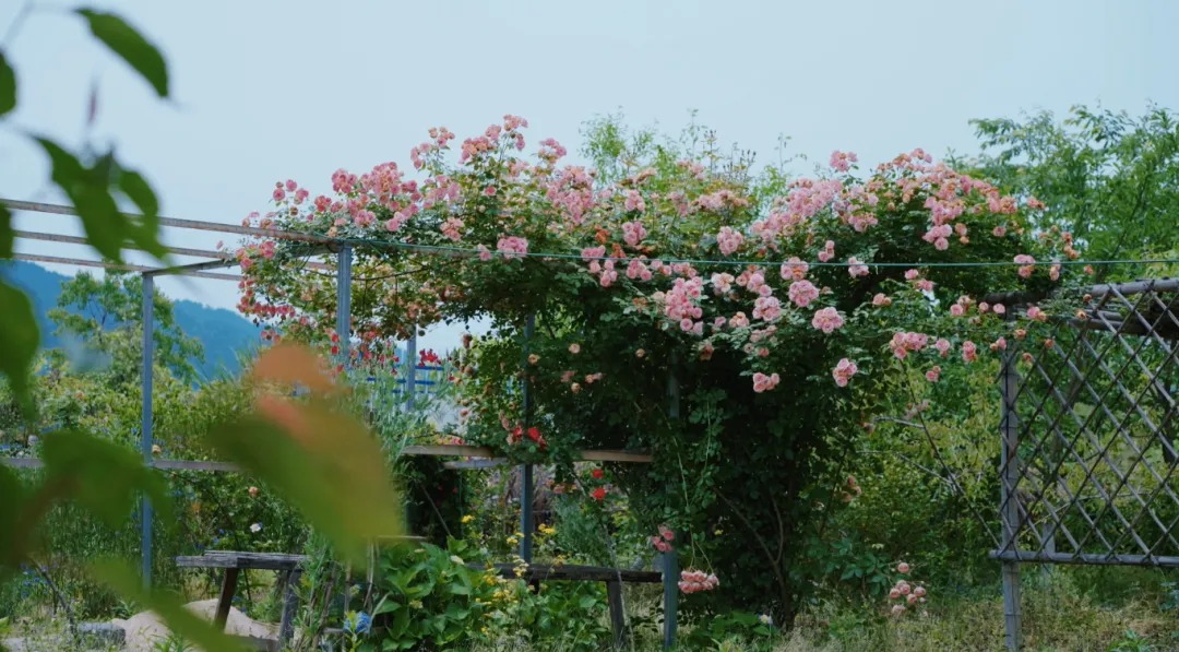 图片[28]-一对夫妇中年辞职，拿下1200㎡荒地归隐，如今第11年了-寻找资源网