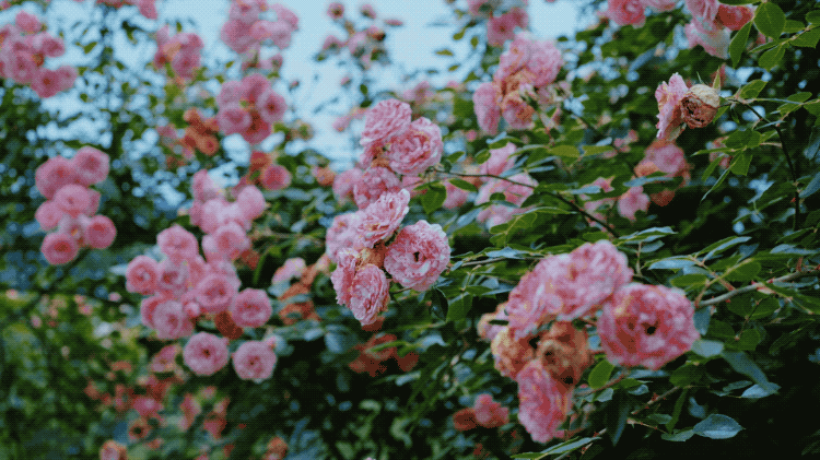 图片[34]-一对夫妇中年辞职，拿下1200㎡荒地归隐，如今第11年了-寻找资源网