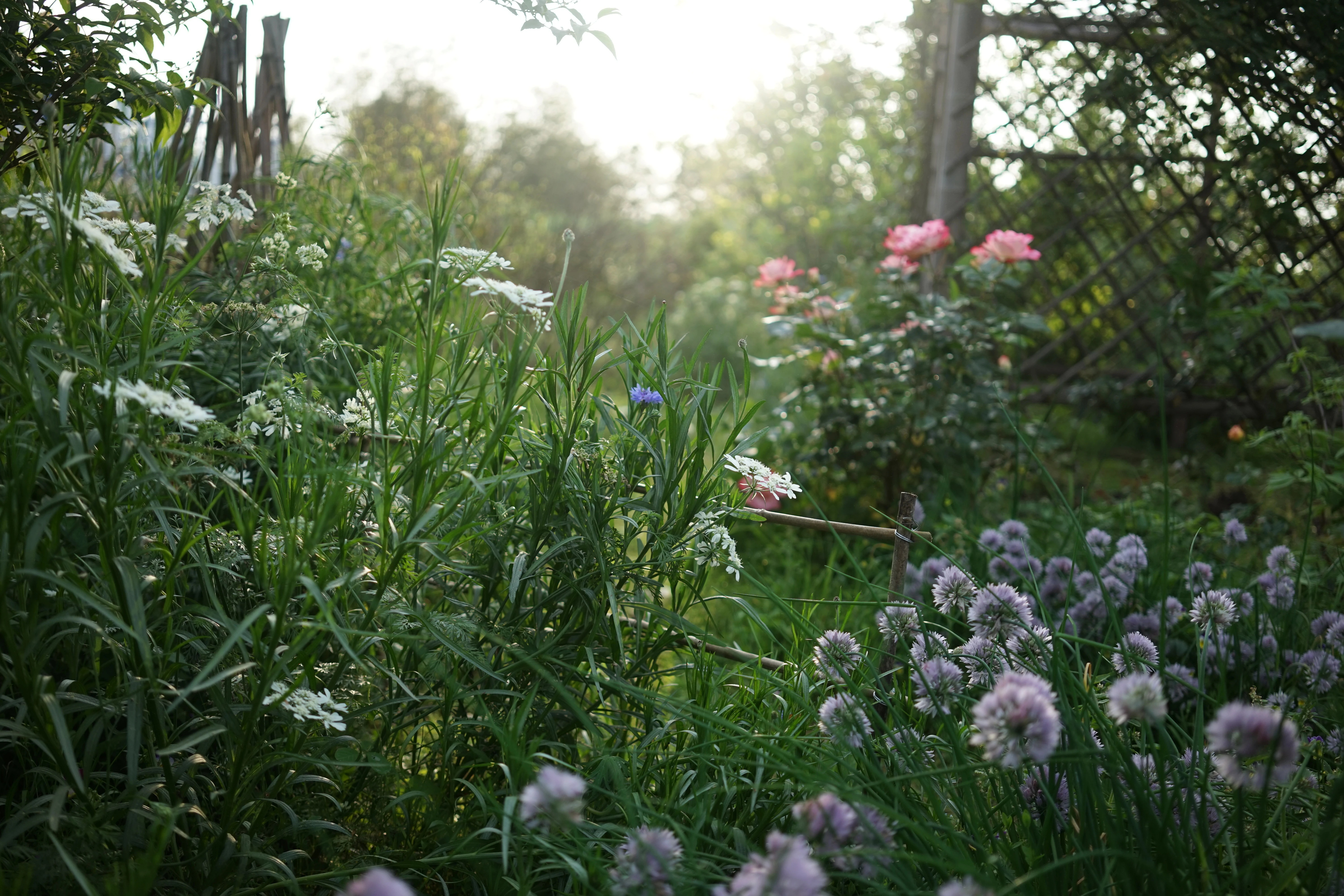 图片[36]-一对夫妇中年辞职，拿下1200㎡荒地归隐，如今第11年了-寻找资源网