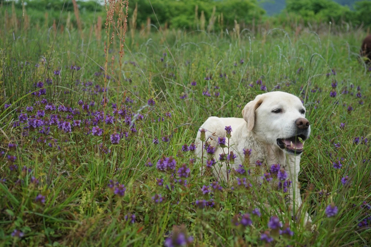 图片[39]-一对夫妇中年辞职，拿下1200㎡荒地归隐，如今第11年了-寻找资源网