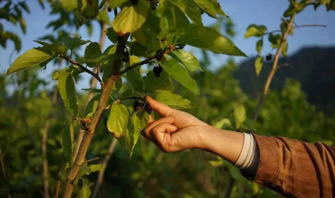 图片[44]-一对夫妇中年辞职，拿下1200㎡荒地归隐，如今第11年了-寻找资源网