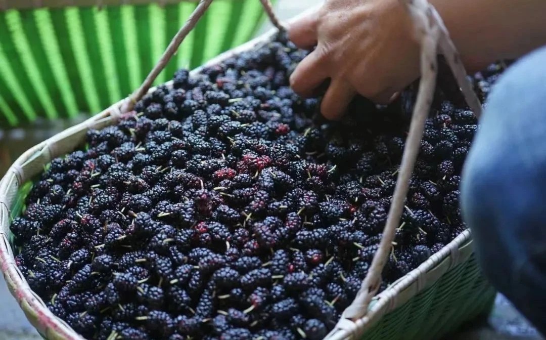 图片[45]-一对夫妇中年辞职，拿下1200㎡荒地归隐，如今第11年了-寻找资源网