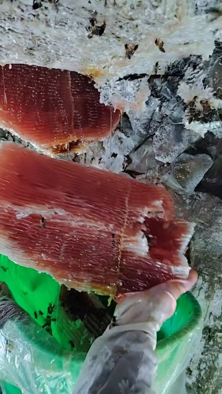 悬崖野生土蜂蜜-寻找资源网