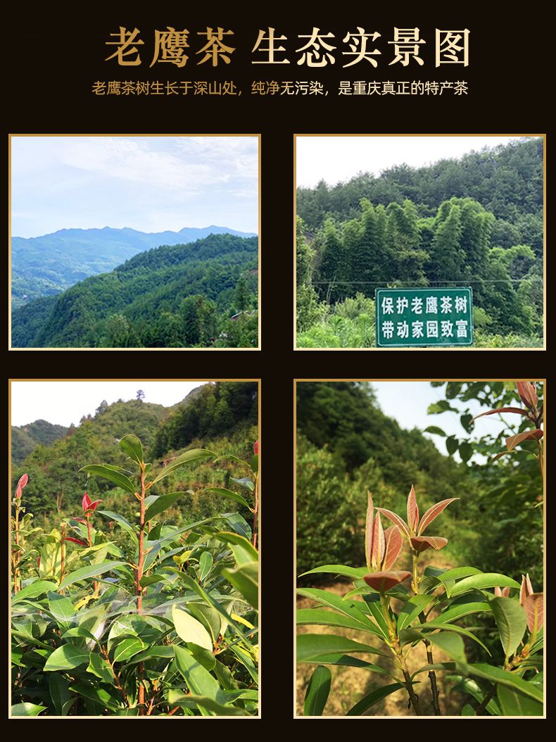 图片[19]-重庆贵州特产深山老鹰茶清凉解暑重庆火锅标配饮料老百姓的凉茶